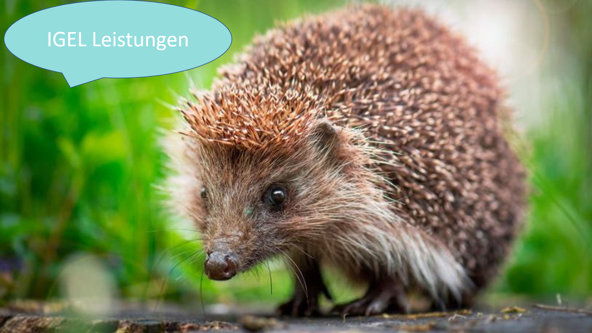 Teil zehn: IGEL-Leistungen